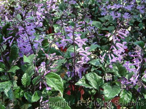 Plectranthus Mona Lavender 